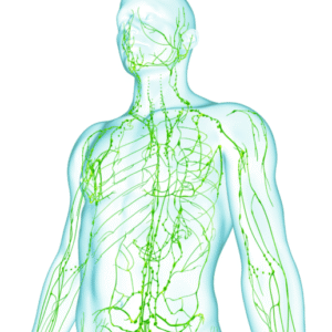 Detox & Renew Teacher Training ~ Oct. 10, 2026.